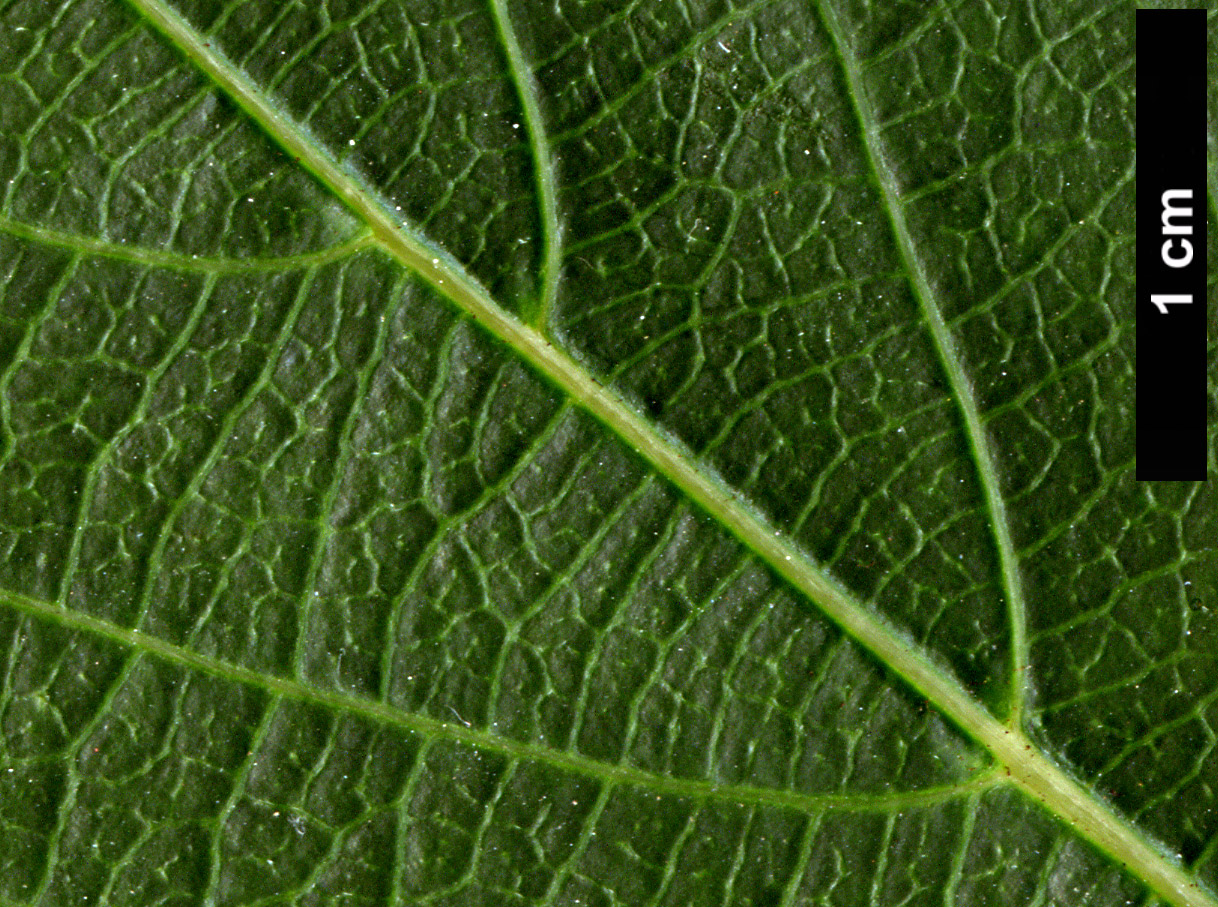 High resolution image: Family: Actinidiaceae - Genus: Actinidia - Taxon: rubricaulis HORT
